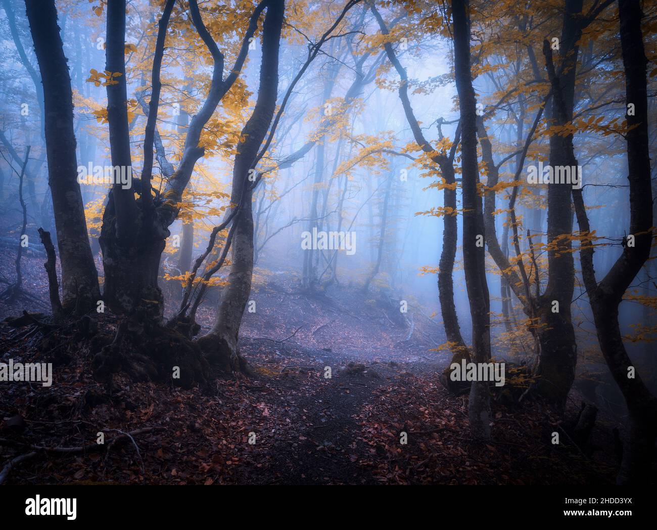 Mystischer Wald im blauen Nebel im Herbst. Dunkles Holz Stockfoto