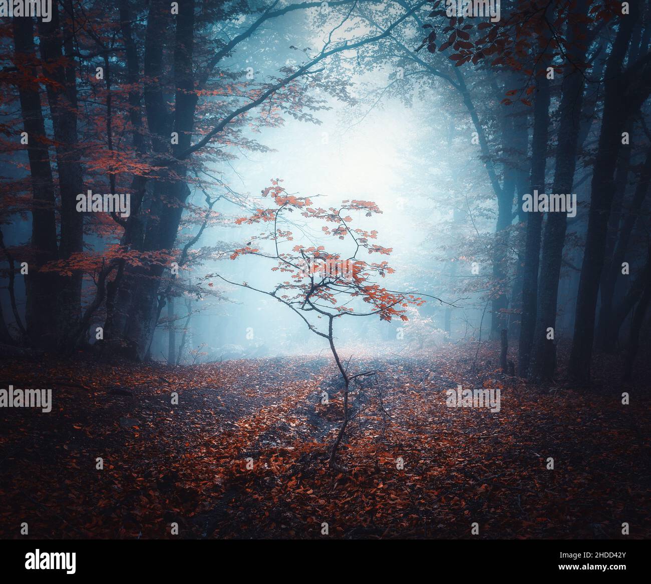 Kleiner Baum im blauen Nebel im Herbst. Farbenfroher mystischer Wald Stockfoto