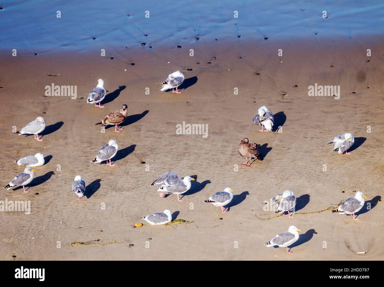 Möwen; Möwen am Strand; Pazifischer Ozean; Küste von Oregon; südlich von Newport; Oregon; USA Stockfoto