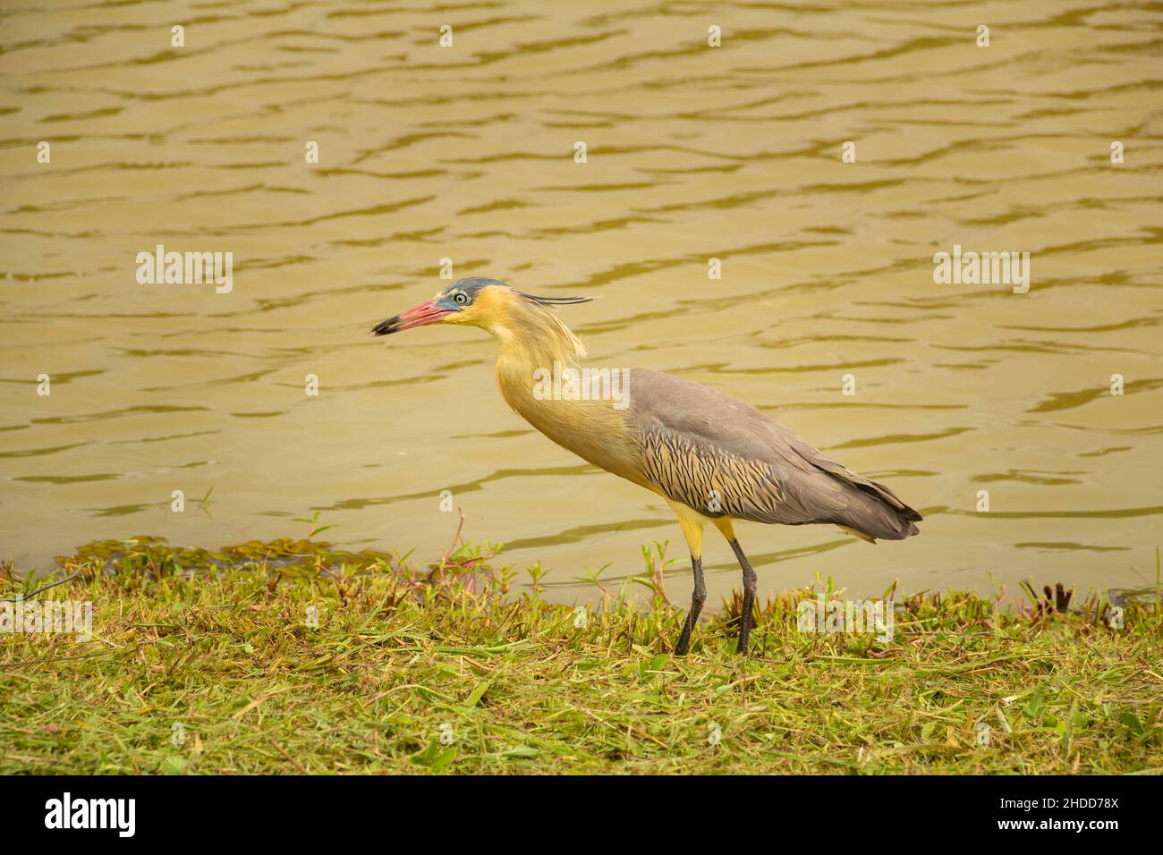 Goiânia, Goias, Brasilien – 05. Januar 2022: Ein Vogel namens 'Maria Faceira', dessen wissenschaftlicher Name 'Syrigma sibilatrix' ist, am See des Parks. Stockfoto