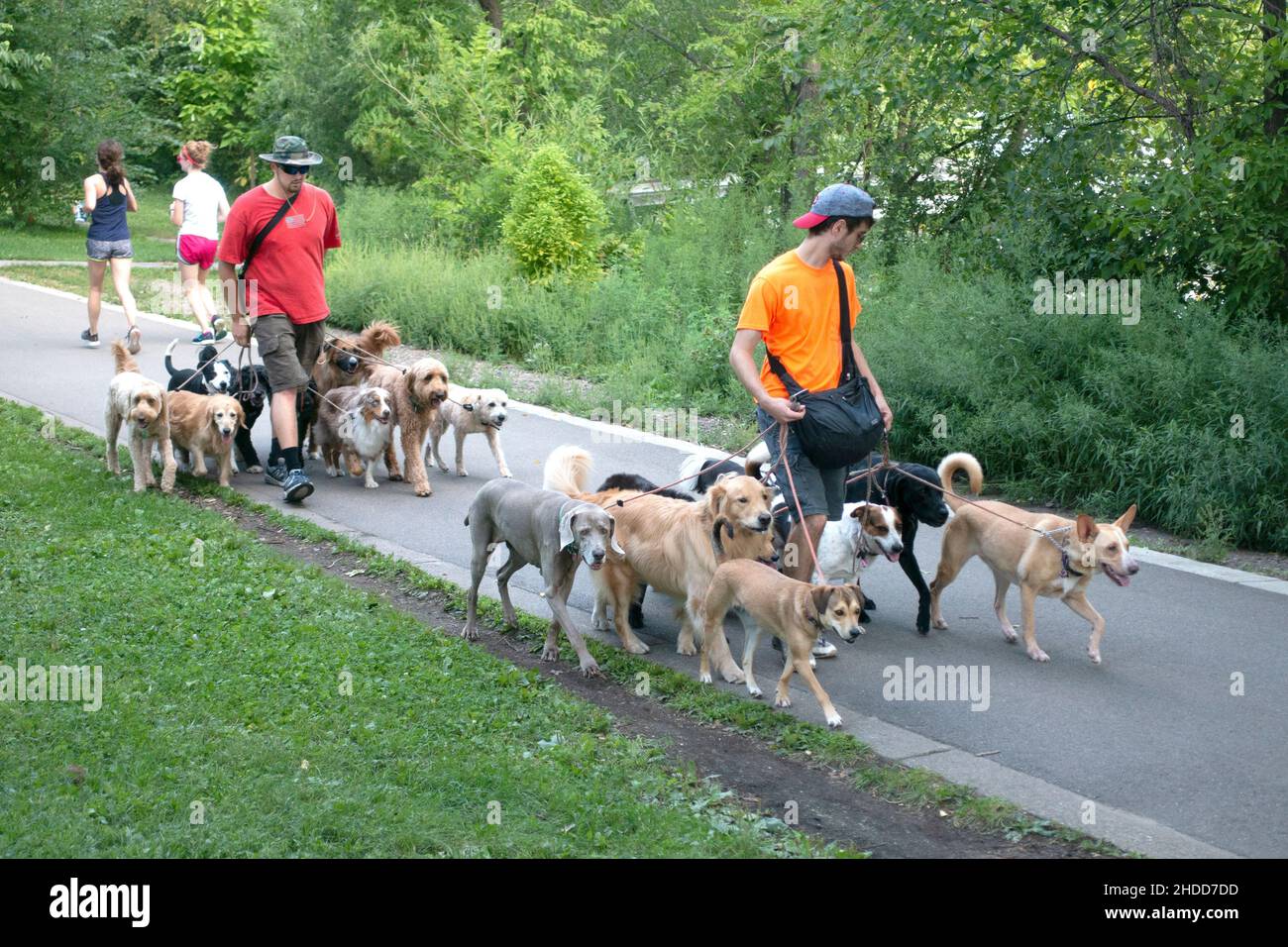 Die Hundespaziergänger des Sees Harriet mit Teams von gut erzogenen Hunden. Minneapolis Minnesota, USA Stockfoto