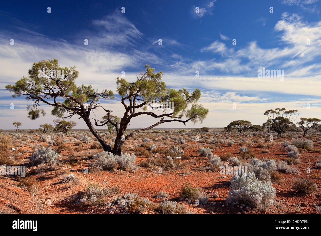 Australische Outback Pflanzen Stockfotos und -bilder Kaufen - Alamy