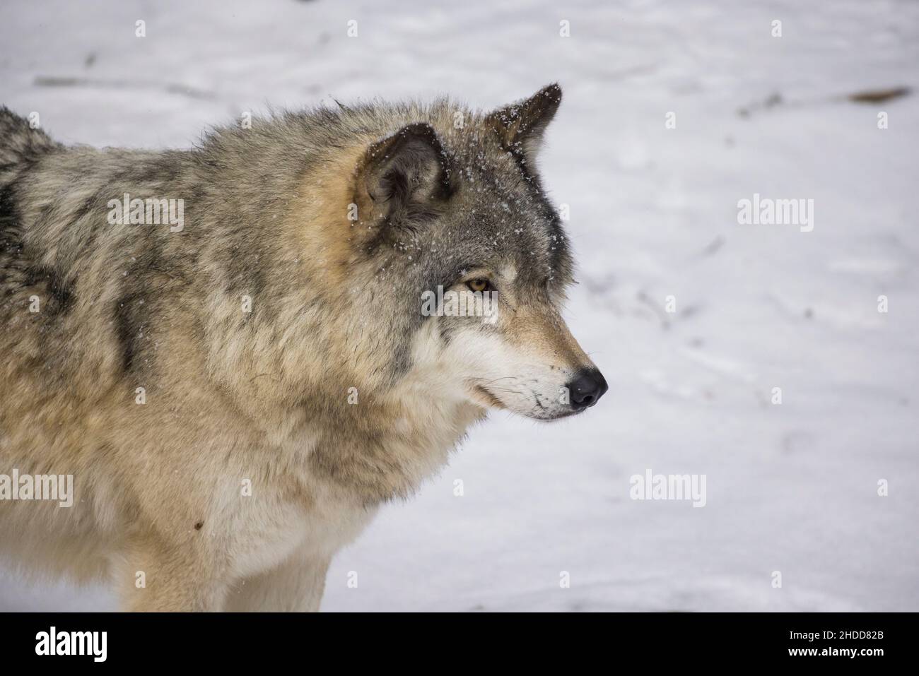 Holzwolfportrait im kanadischen Winter Stockfoto