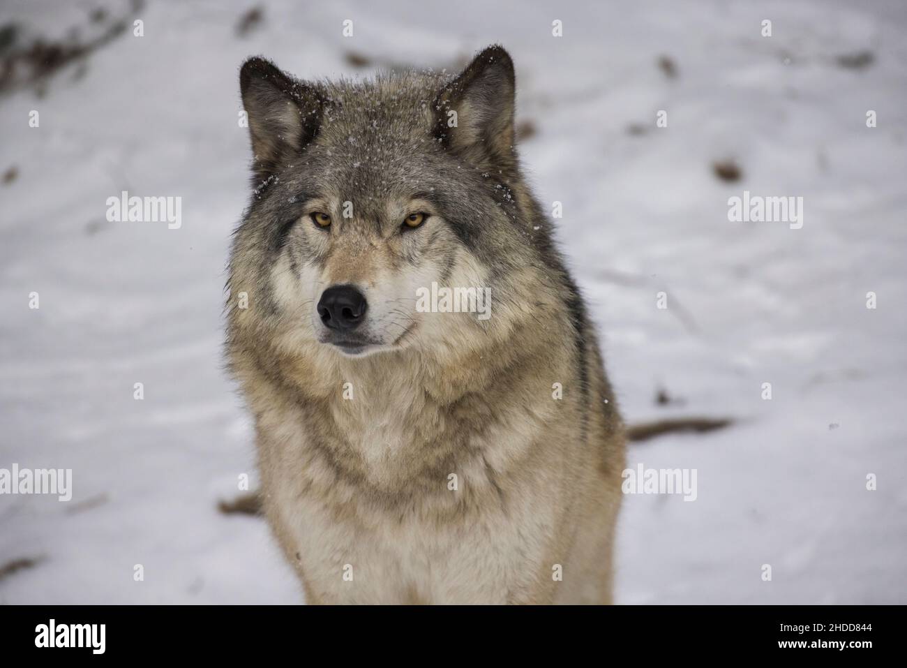 Holzwolfportrait im kanadischen Winter Stockfoto