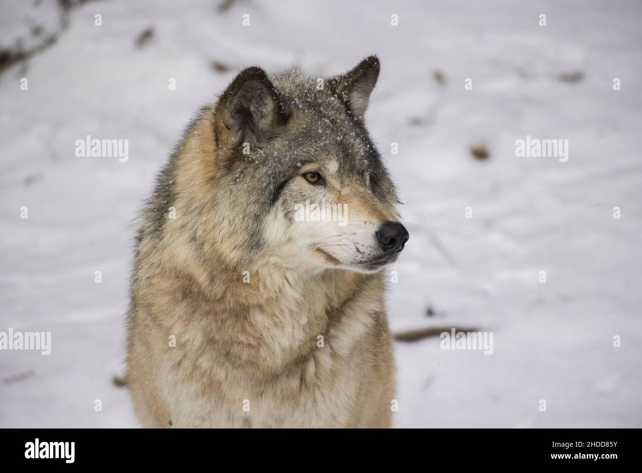 Holzwolfportrait im kanadischen Winter Stockfoto