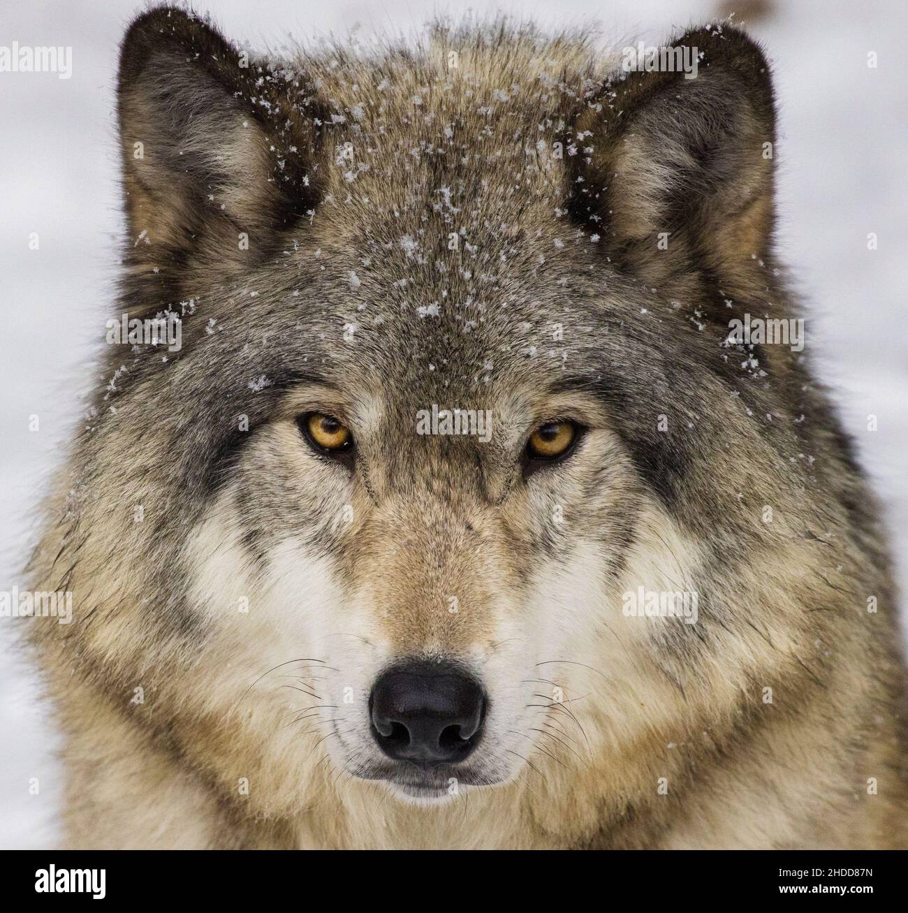 Holzwolfportrait im kanadischen Winter Stockfoto