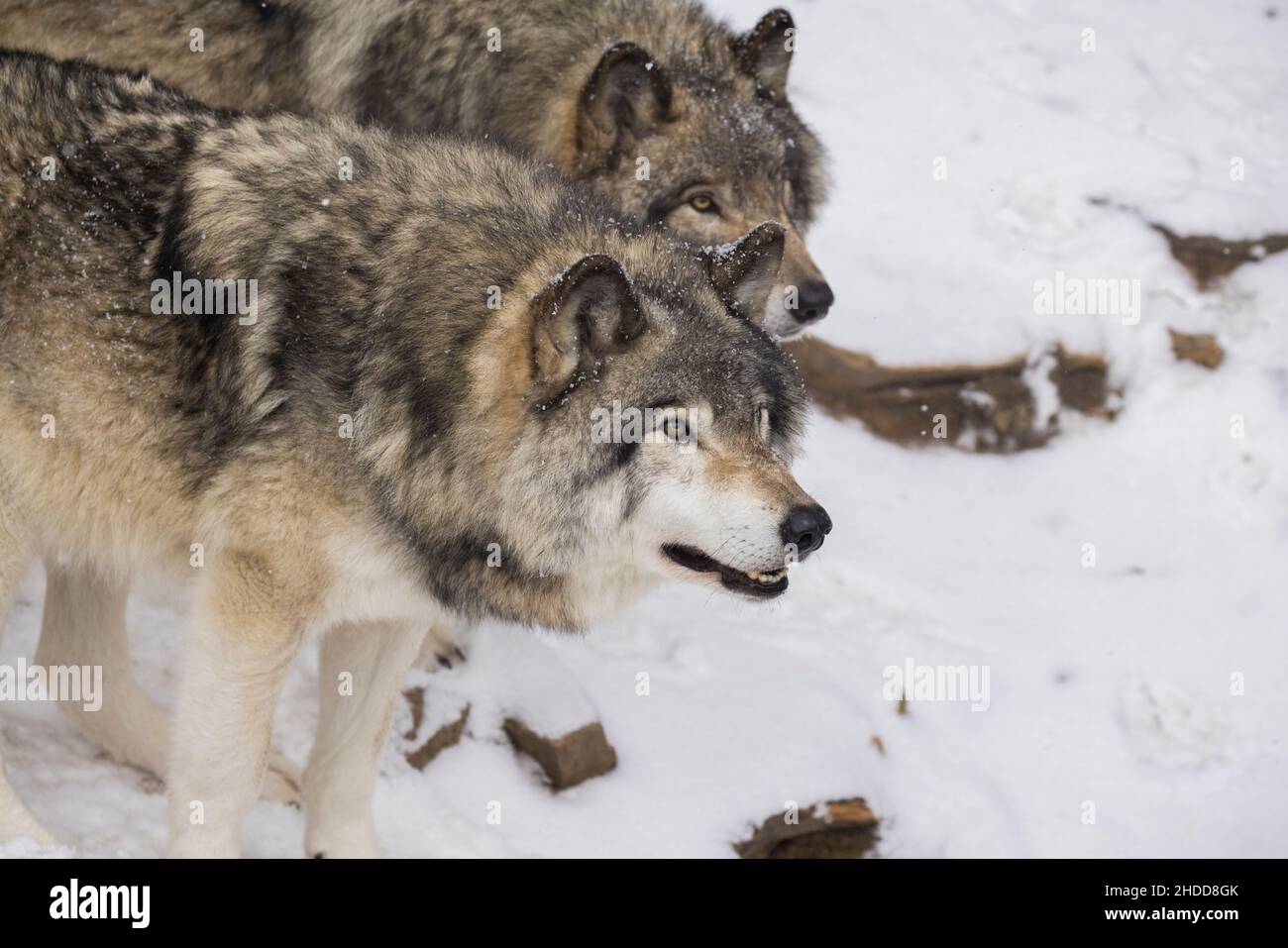 Holzwolfportrait im kanadischen Winter Stockfoto
