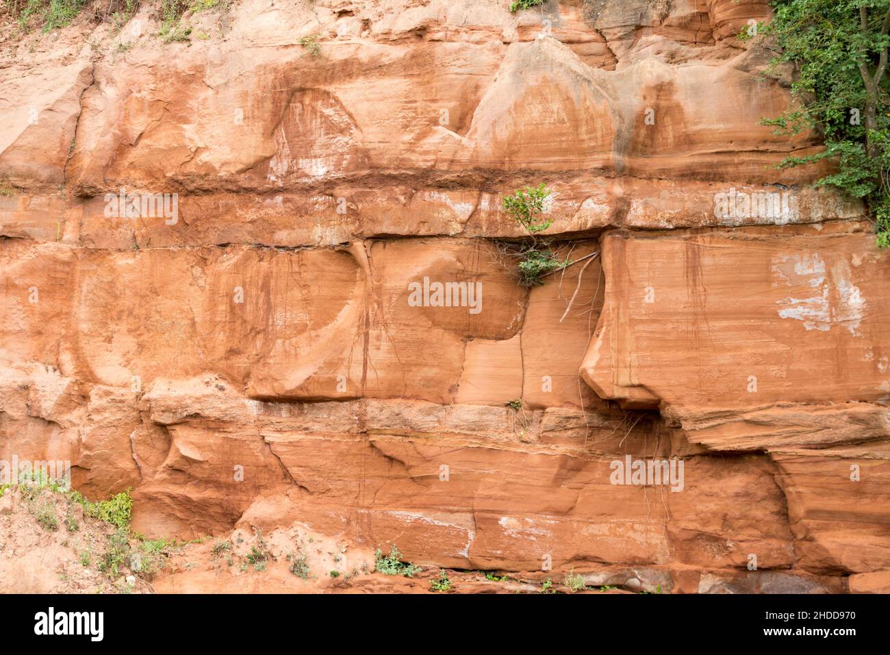 Sandsteinklippenwand bei Sidmouth in Devon, England. Der Felsen hat eine leuchtend rostige Farbe, die aus der Wüste gebildet wird Stockfoto
