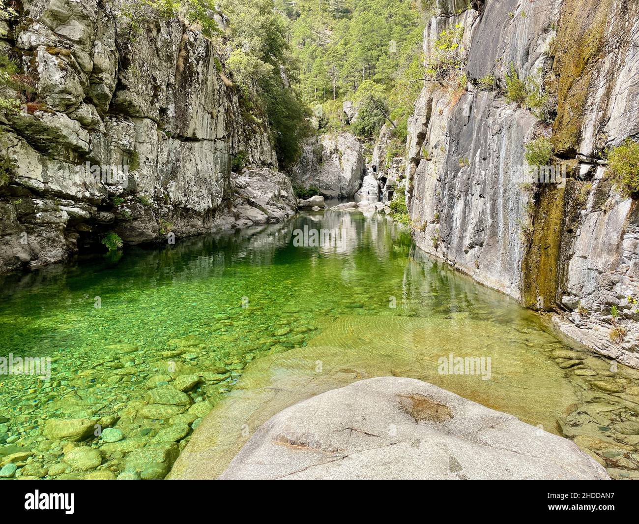 Tiefer Pool mit klarem, smaragdgrünen Wasser zum Schwimmen im Fluss Tavignano, in der Nähe von Corte. Korsika, Frankreich. Stockfoto