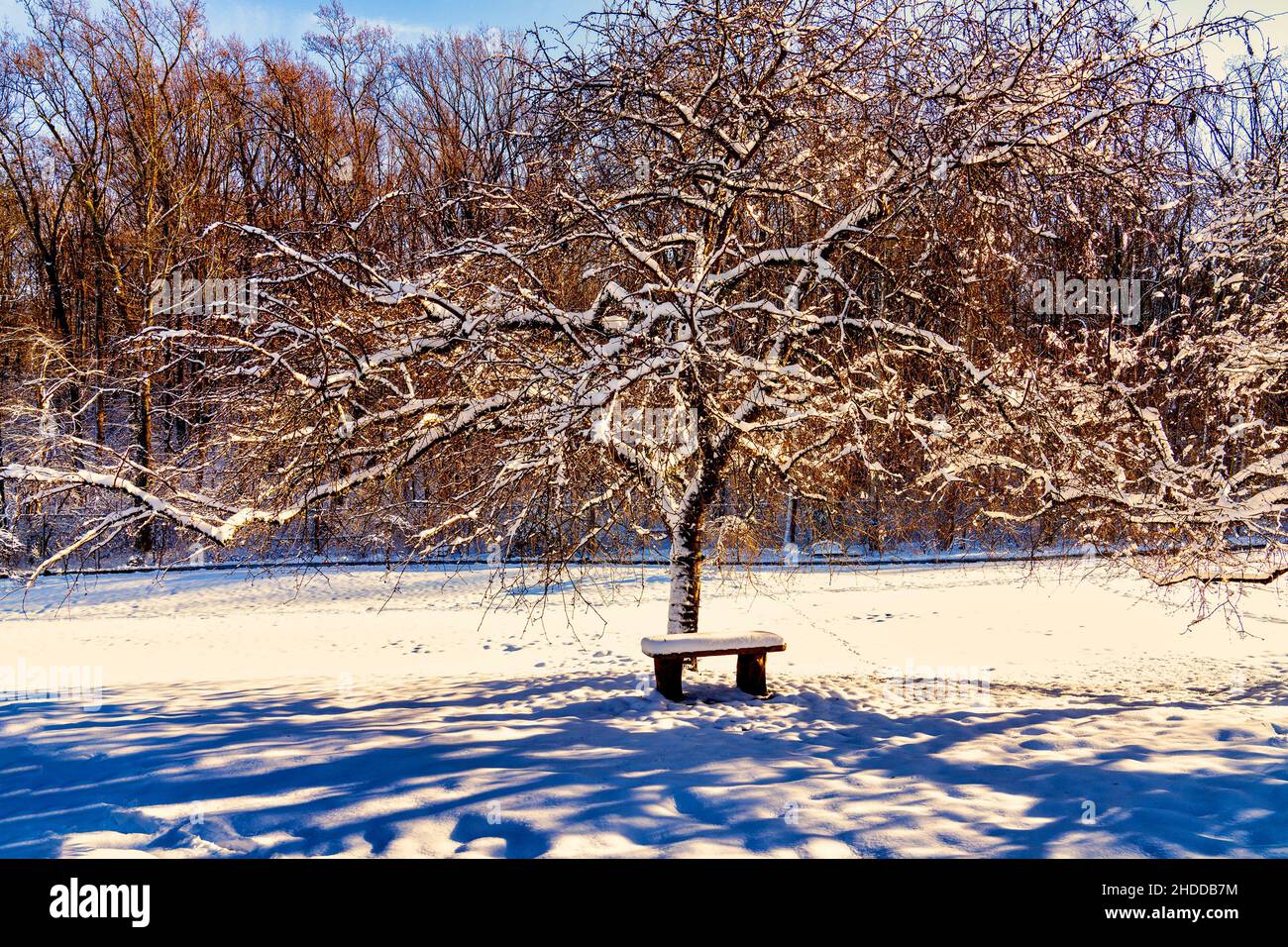 Einsame Parkbank unter einem Baum im Schnee Stockfoto