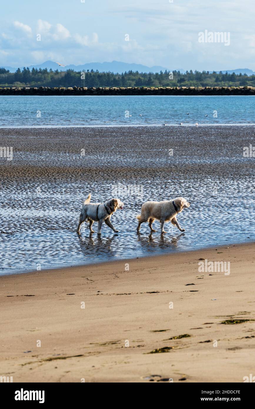 Platinfarbene Golden Retriever Hunde am Strand; Fort Stevens State Park; Pazifischer Ozean; Küste von Oregon; USA Stockfoto
