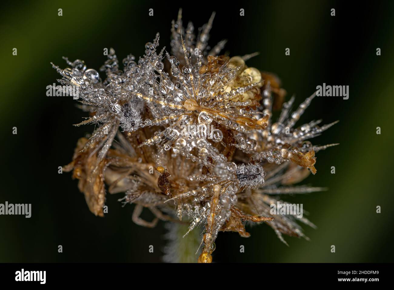 Nahaufnahme der getrockneten Blume mit mehreren Tropfen Wasser aus dem Tau Stockfoto