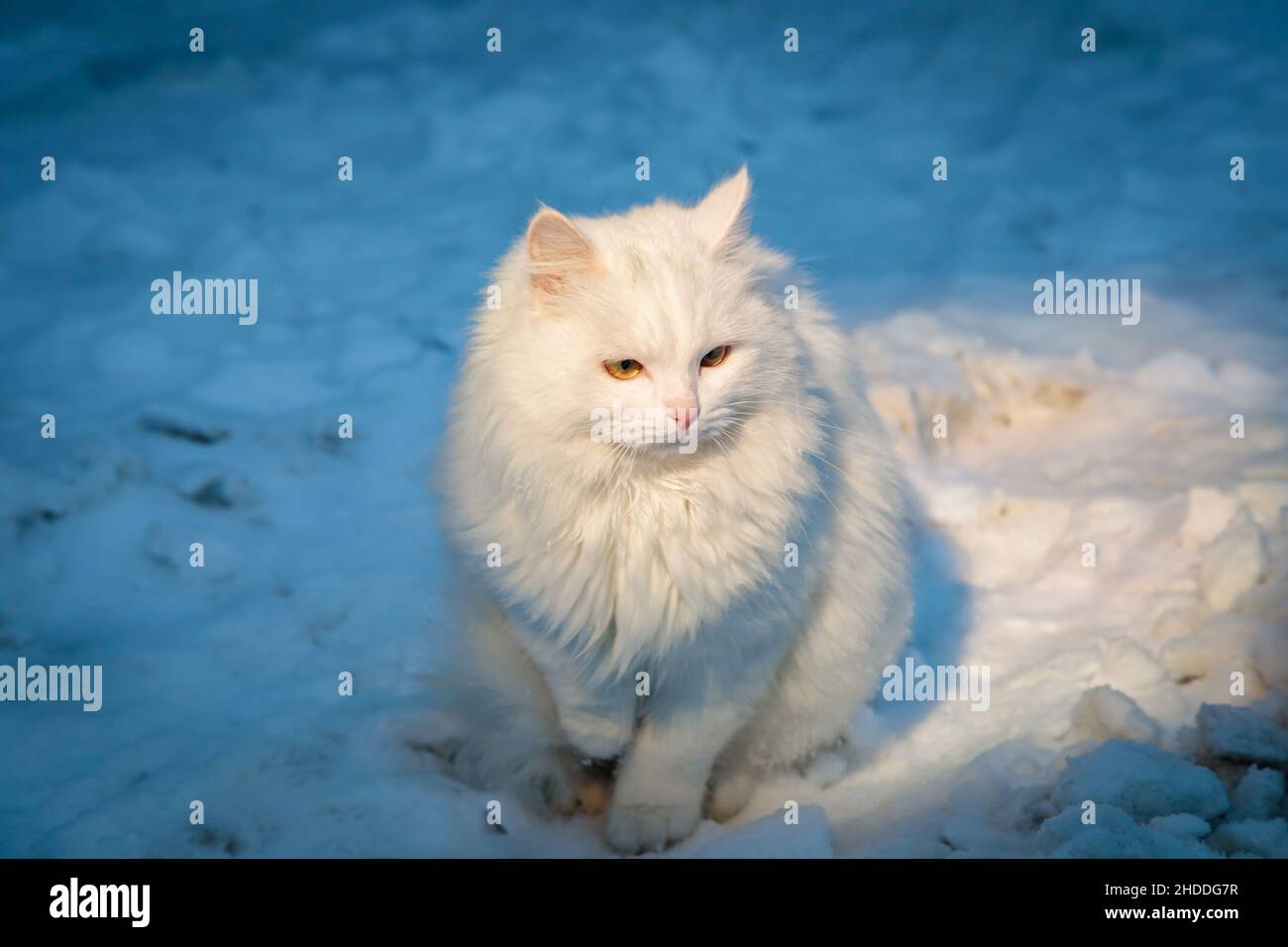 Weiße flauschige Katze sitzt abends in einem Lichtstrahl auf dem Schnee. Stockfoto