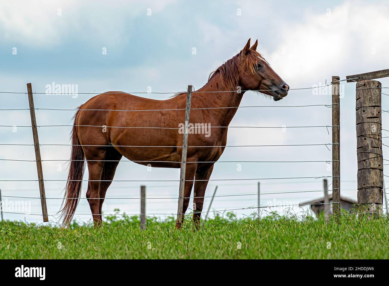 Pferd ruht auf einem Weideland des brasilianischen Bauernhofes ​​a Mit selektivem Fokus Stockfoto