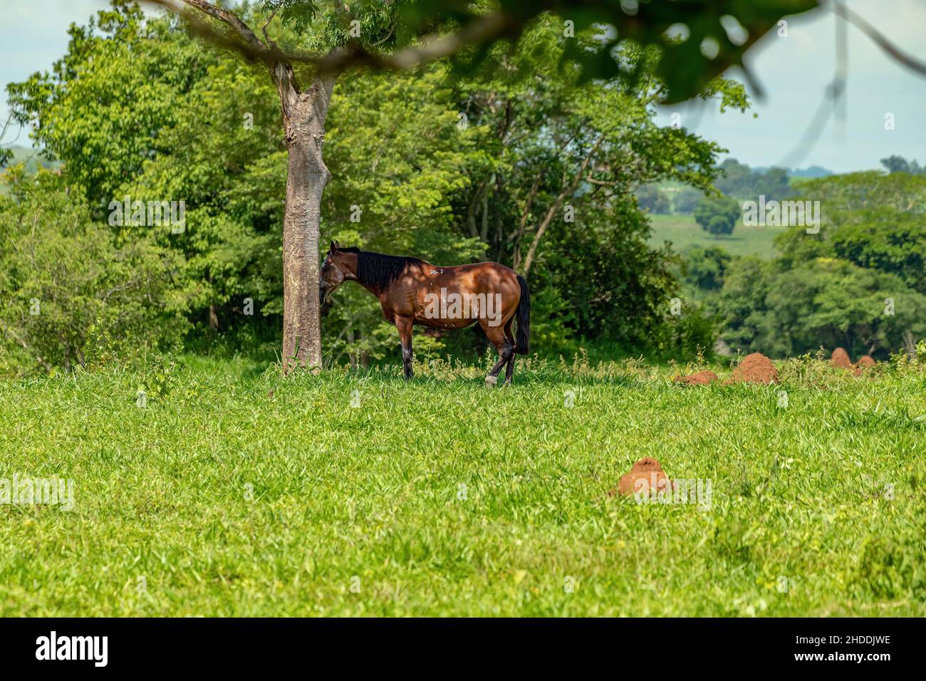 Pferd ruht auf einem Weideland des brasilianischen Bauernhofes ​​a Mit selektivem Fokus Stockfoto