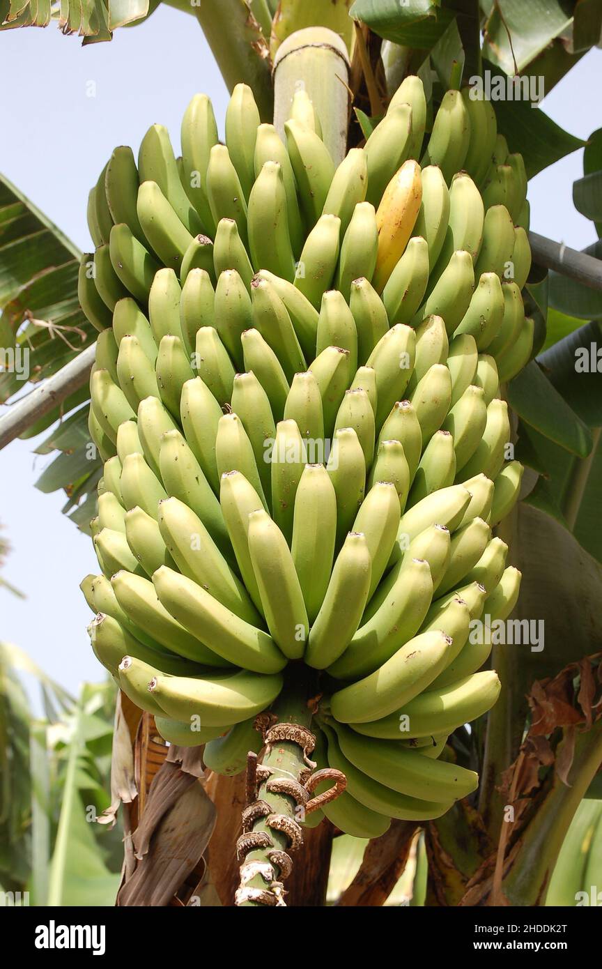 Bananen 'Zwerg Cavendish' Früchte und Stauden auf La Palma, Kanarische Inseln, Spanien Stockfoto