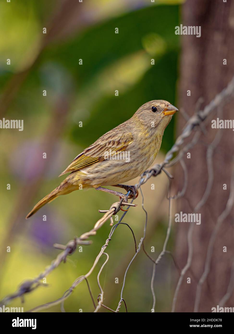 Safranfink Vogel der Art Sicalis flaveola Stockfoto