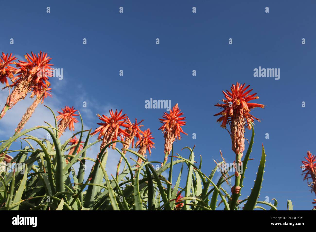 Aloe Vera Pflanze Blumen. Aloe Vera Garten und blauer Himmel. Stockfoto