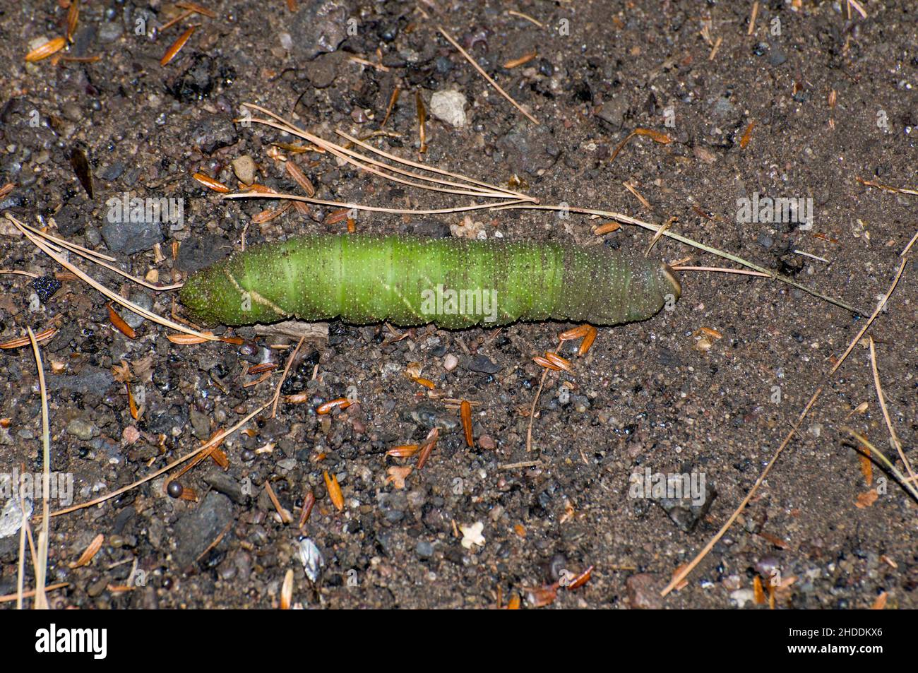Bayfield, Wisconsin. Chequamegon-Nicolet National Forest. Modest Sphinx Raupe, Pachysphinx modesta oder Big Pappel Sphinx. Diese Hornwürmer füttern U Stockfoto