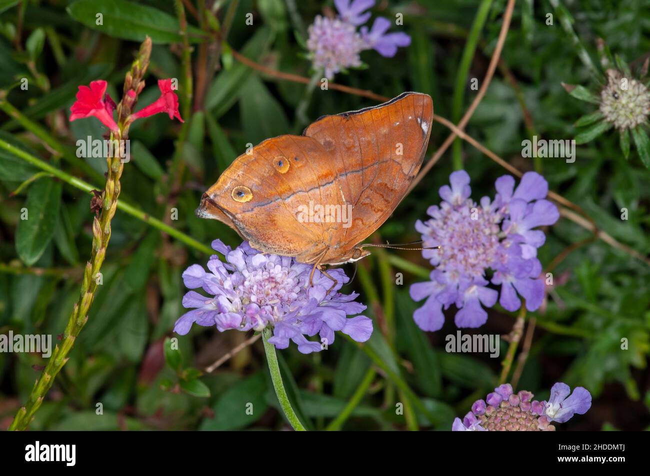 St. Paul, Minnesota. Como Park Schmetterlingsgarten. Der Herbstblatt-Schmetterling Doleschallia bisaltide ist ein Nymphalidschmetterling, der in Südasien, Südosten, gefunden wird Stockfoto
