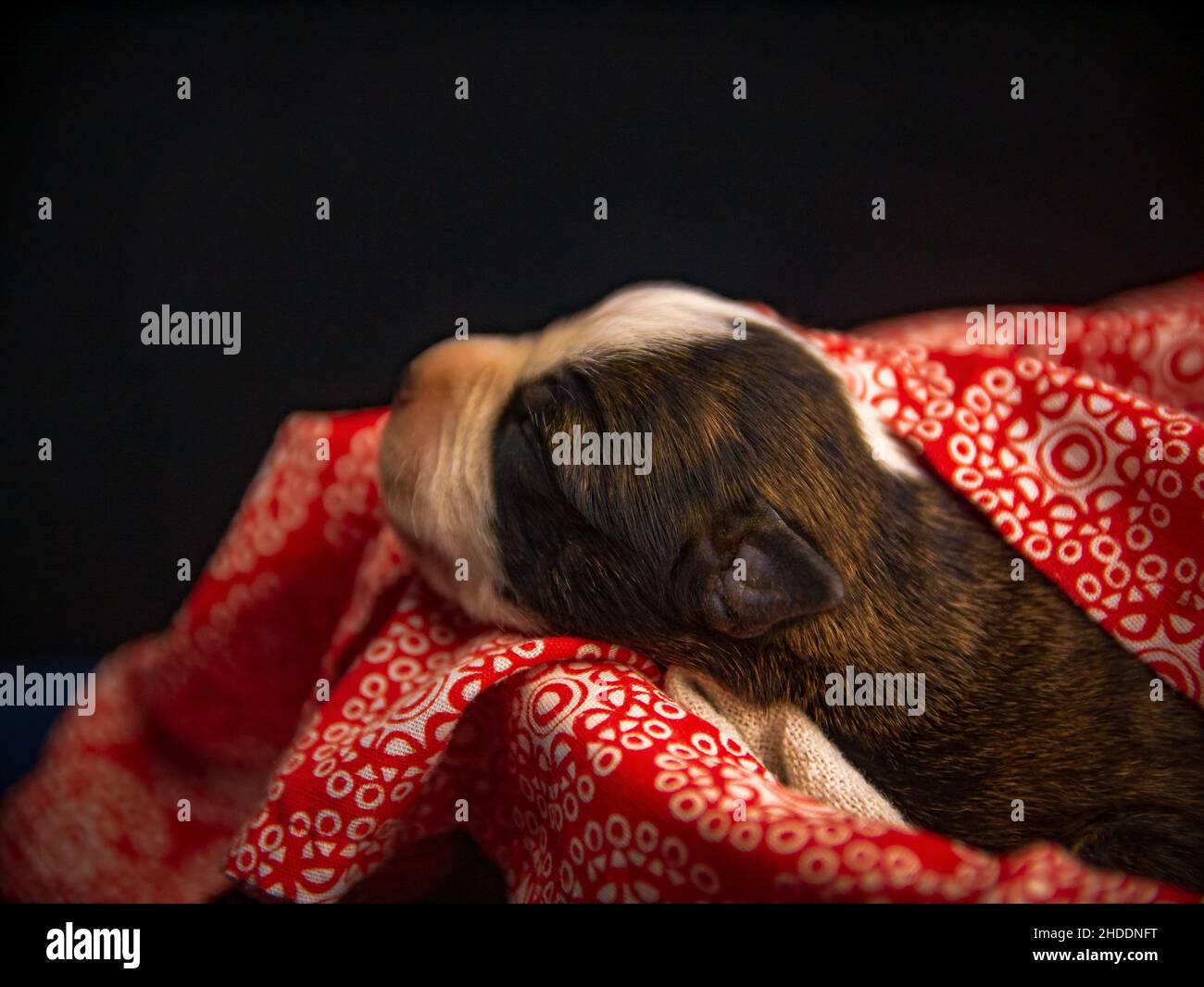 Nahaufnahme des Welpen, der auf einem rot-weißen Laken auf schwarzem Hintergrund schläft Stockfoto