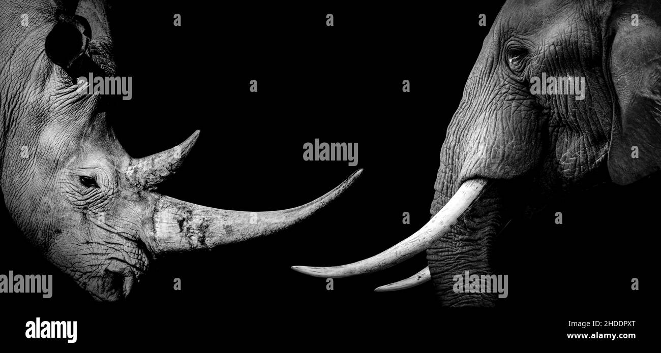 African Nashorn Elefant , Nashorn Wildtiere isoliert schwarz weiß , Baner Panorama Stockfoto