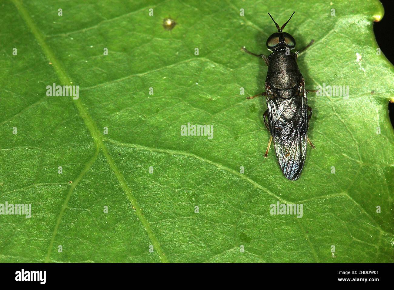 Schwarze Soldatenfliege (Dysbiota peregrina) Stockfoto