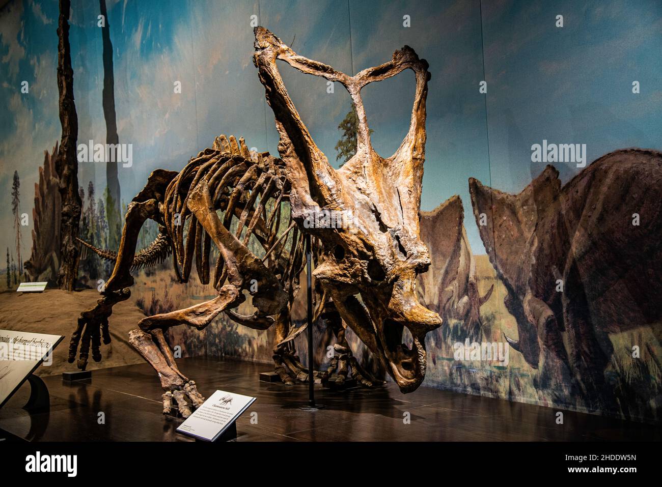 Royal Tyrrell Museum, Kanada - 21 2021. Dez.: Die gigantesken Dinosaures-Fossilien im Royal Tyrrell Museum Stockfoto