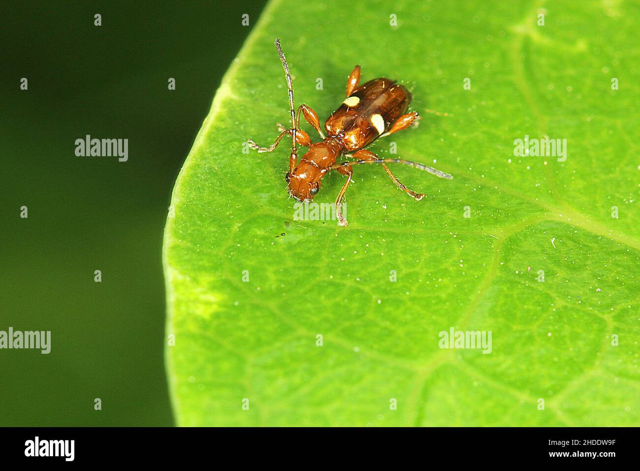 Blütenlanghornkäfer (Zorion sp.) Stockfoto