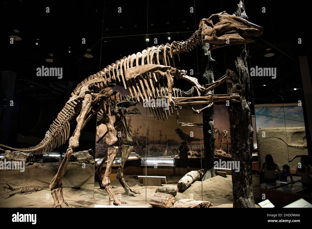 Royal Tyrrell Museum, Kanada - 21 2021. Dez.: Die gigantesken Dinosaures-Fossilien im Royal Tyrrell Museum Stockfoto