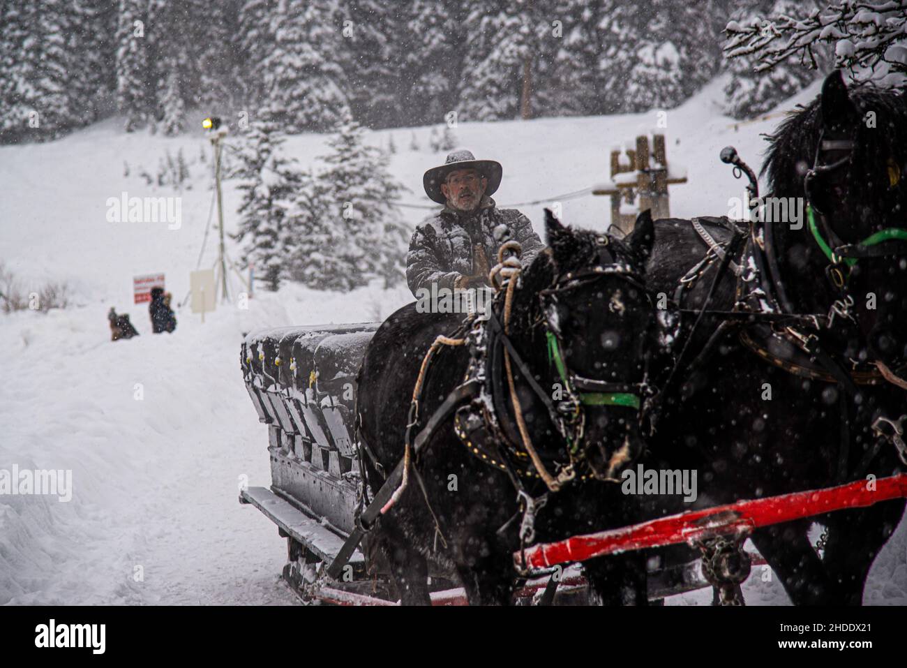Lake Louise, Kanada - 22 2021. Dez.: Kutschenpferde laufen auf dem gefrorenen Lake Louise Stockfoto
