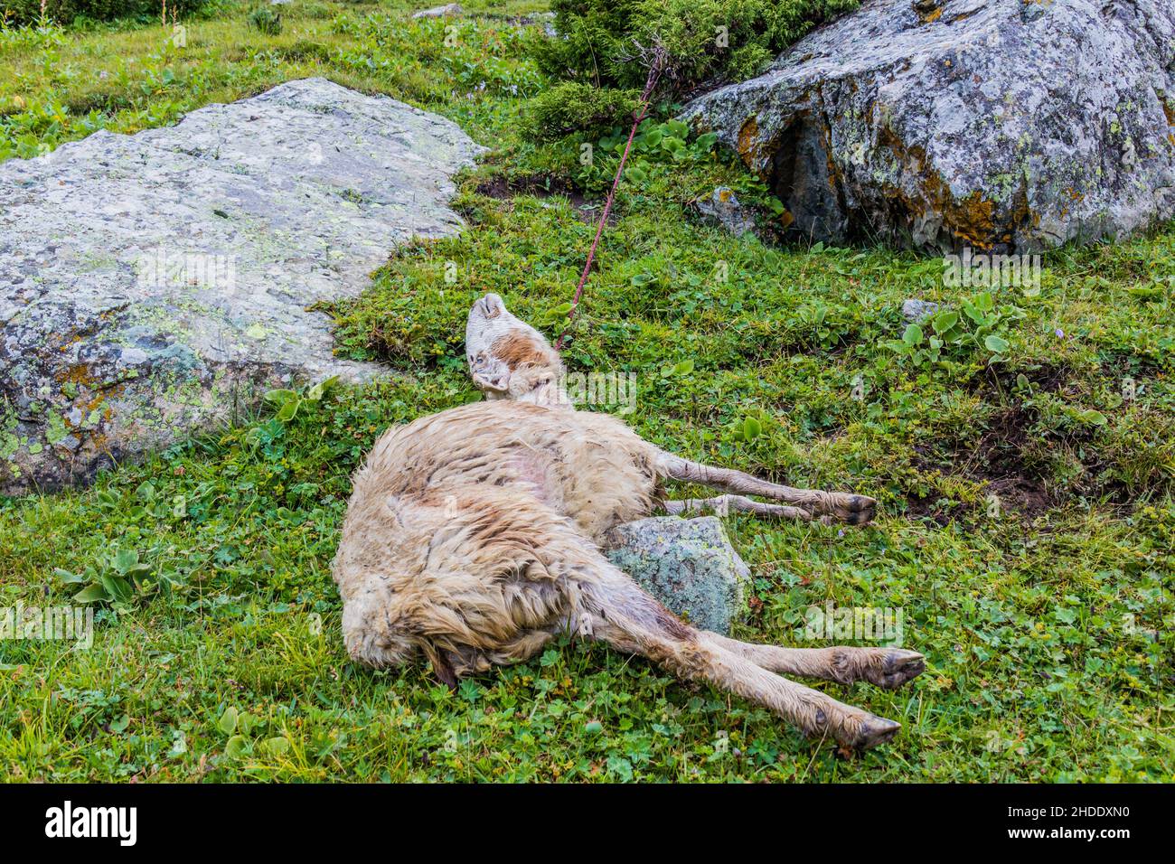 Erwürgte Schafe in Terskey Alatau Gebirge in Kirgisistan Stockfoto