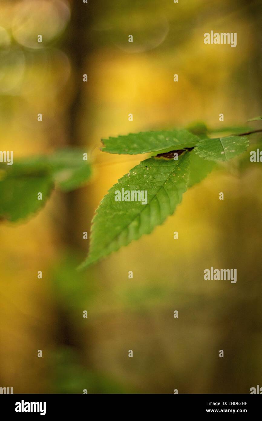 Shallow-Focus-Aufnahme von grünen Ulmenblättern vor einem unscharfen natürlichen Hintergrund Stockfoto