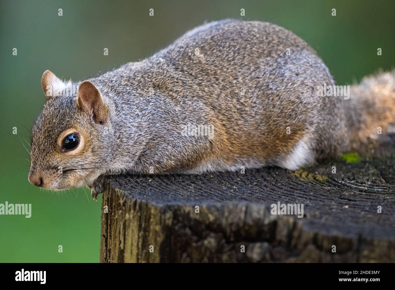 Östliches graues Eichhörnchen (Sciurus carolinensis) auf einem Posten in Jacksonville, Florida. (USA) Stockfoto