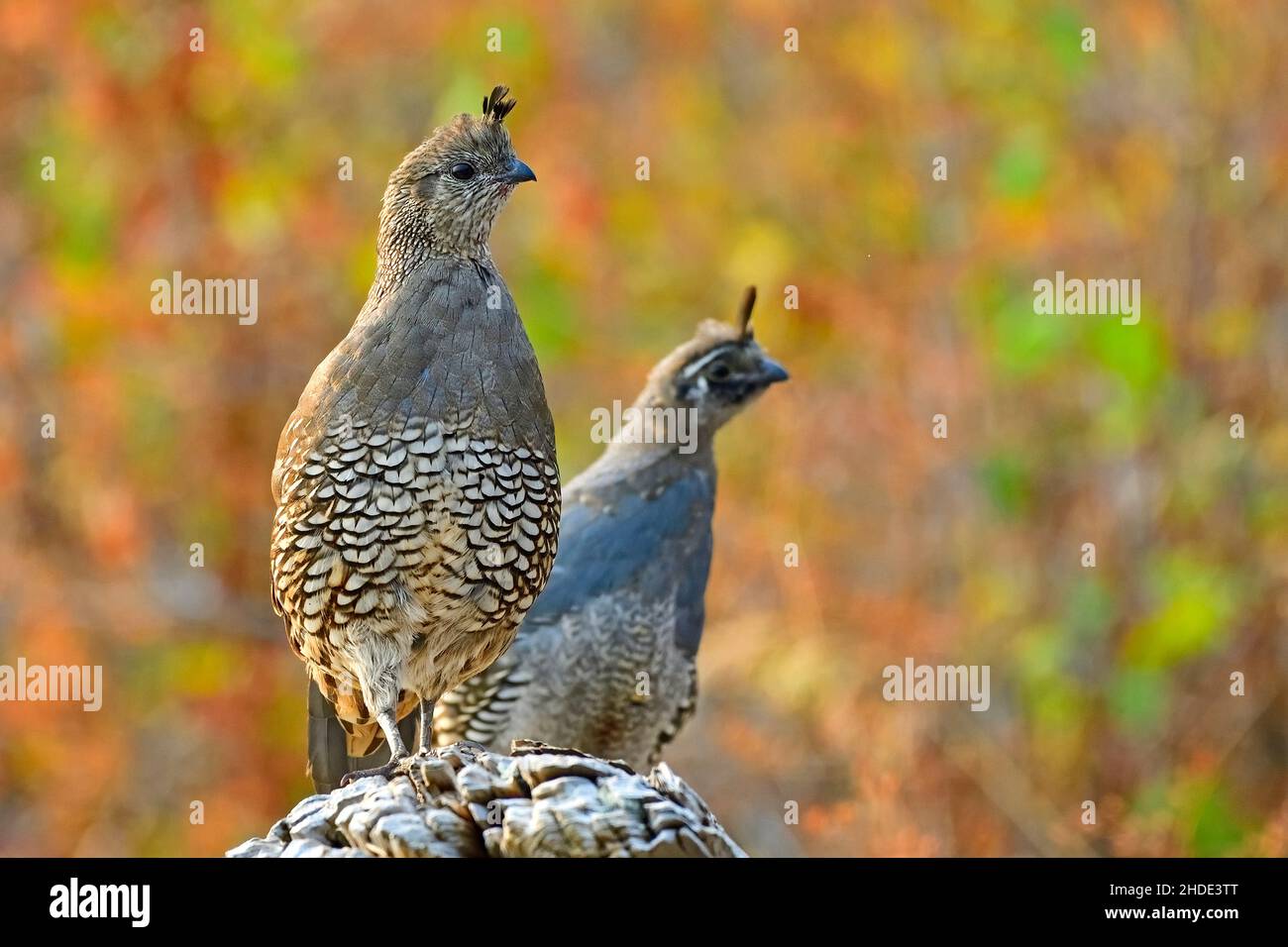 Eine weibliche California Quail 'Callipepla californica' und ihr Küken saßen auf einem Stück Treibholz-Baumstamm am Ufer von Vancouver Island, Kanada Stockfoto