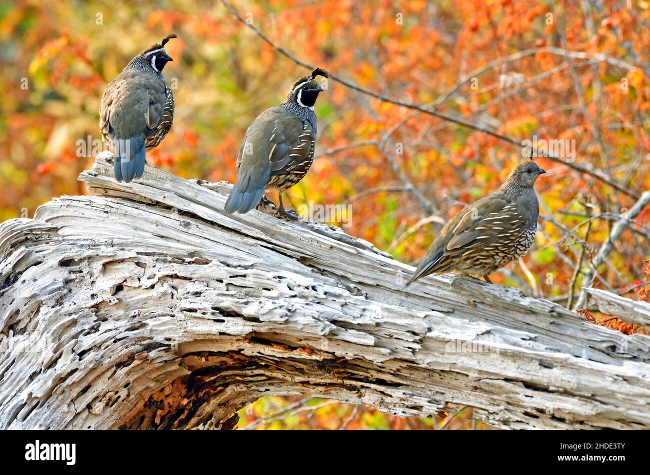 Three California Quail 'Callipepla californica', thront auf einem Stück Treibholz-Baumstamm am Ufer von Vancouver Island, British Columbia, Kanada. Stockfoto