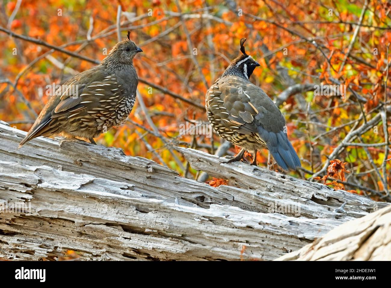 Ein Paar California Quail 'Callipepla californica'; auf einem Treibholzstamm am Ufer von Vancouver Island British Columbia, Kanada. Stockfoto