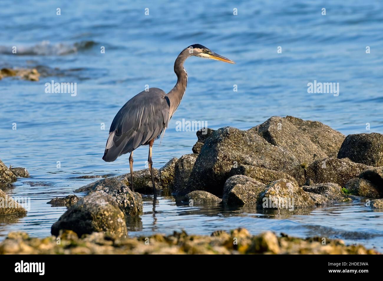 Ein horizontales Bild eines Blaureihers (Ardea herodias), der in den flachen Gewässern an der Küste auf Vancouver Island British Columbia nach einem Fisch beobachtet Stockfoto