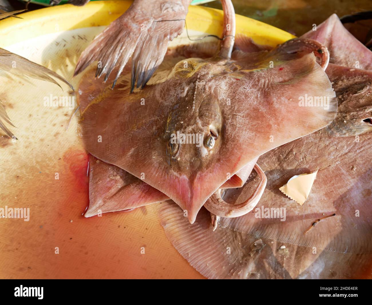 Stachelrochen, Arten von Meeresfischen auf traditionellen indonesischen Märkten. Stockfoto