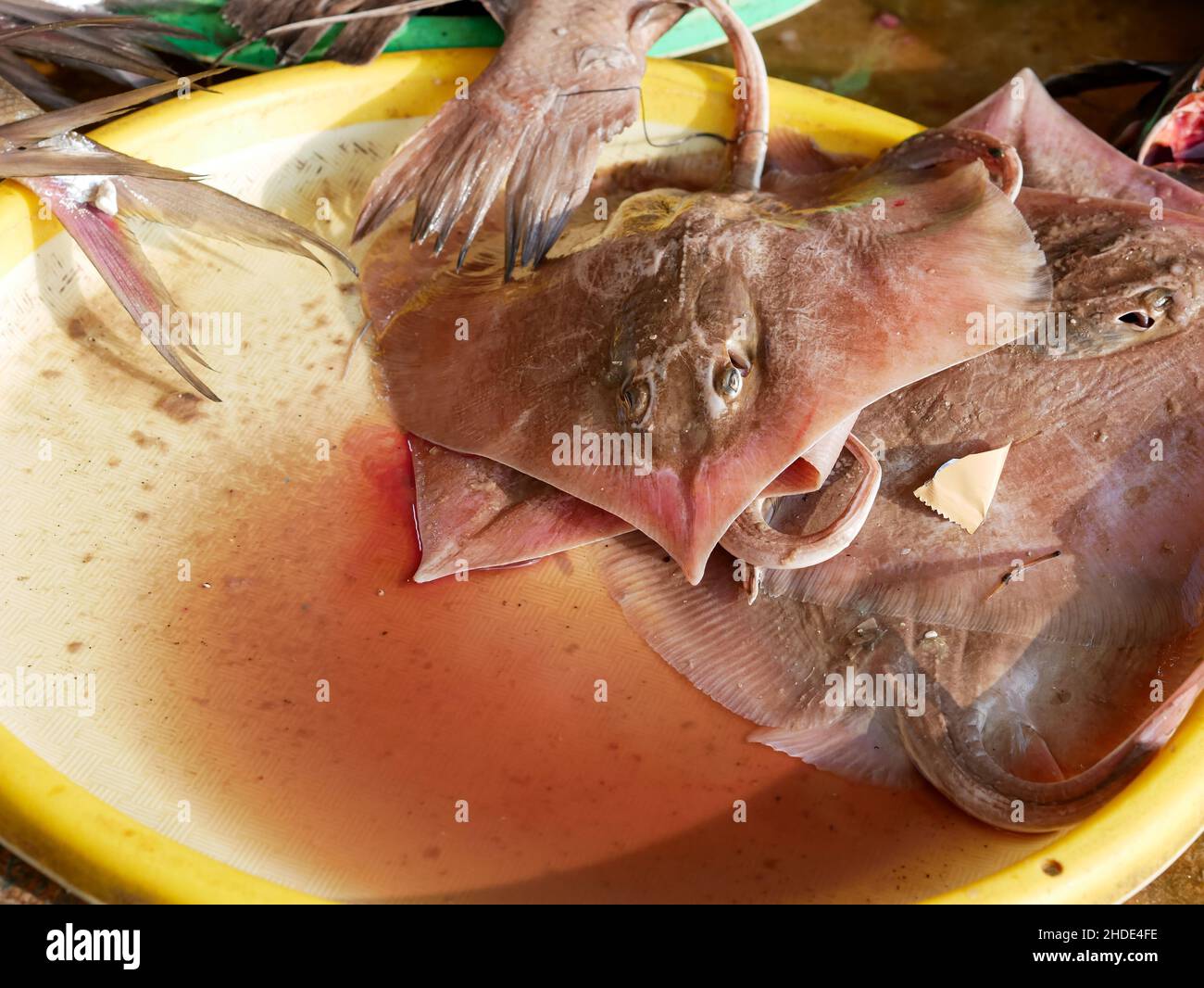 Stachelrochen, Arten von Meeresfischen auf traditionellen indonesischen Märkten. Stockfoto