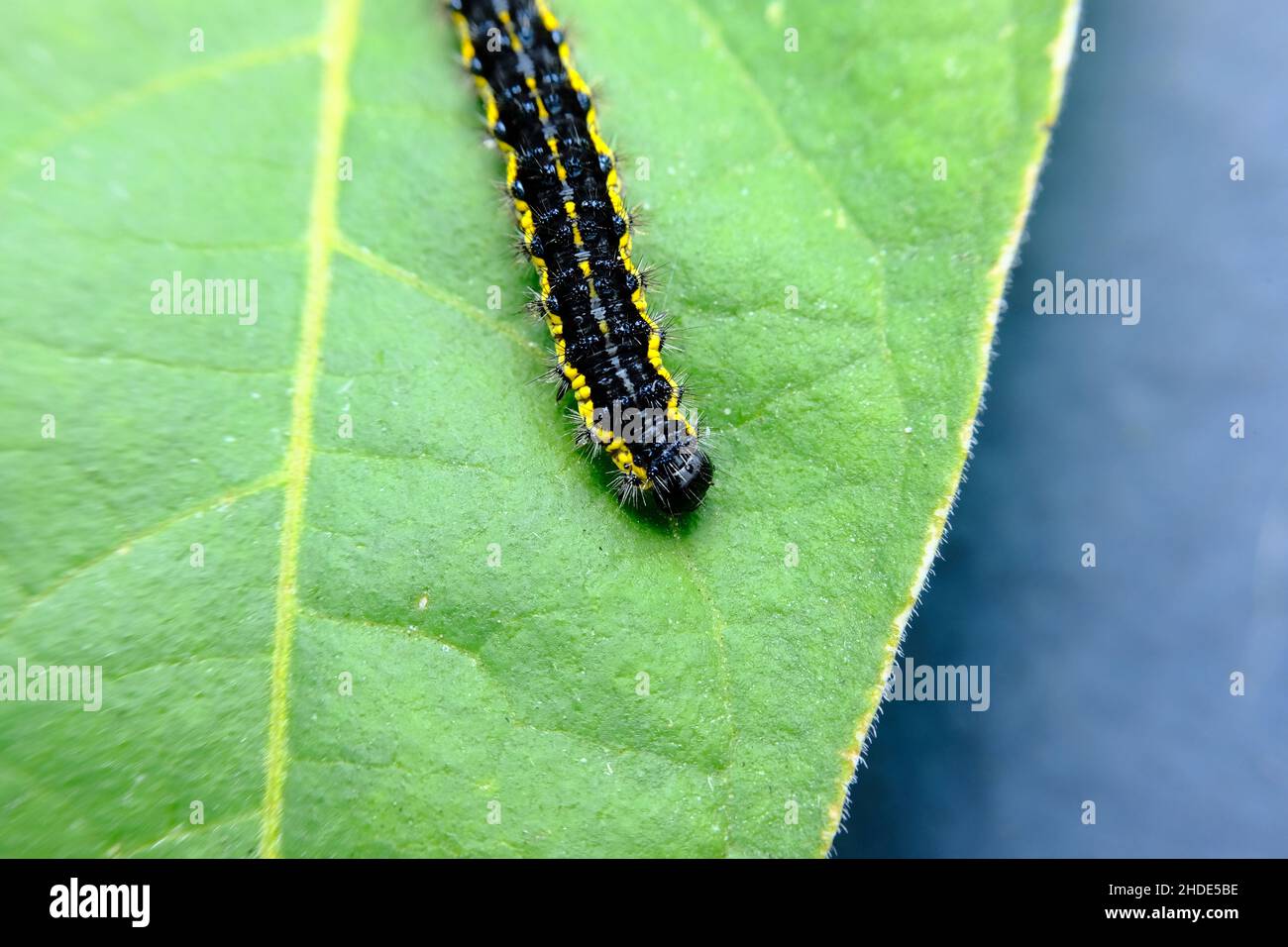 Nahaufnahme-Makrosmartweed-Raupe in natürlichem Lebensraum in NJ Stockfoto