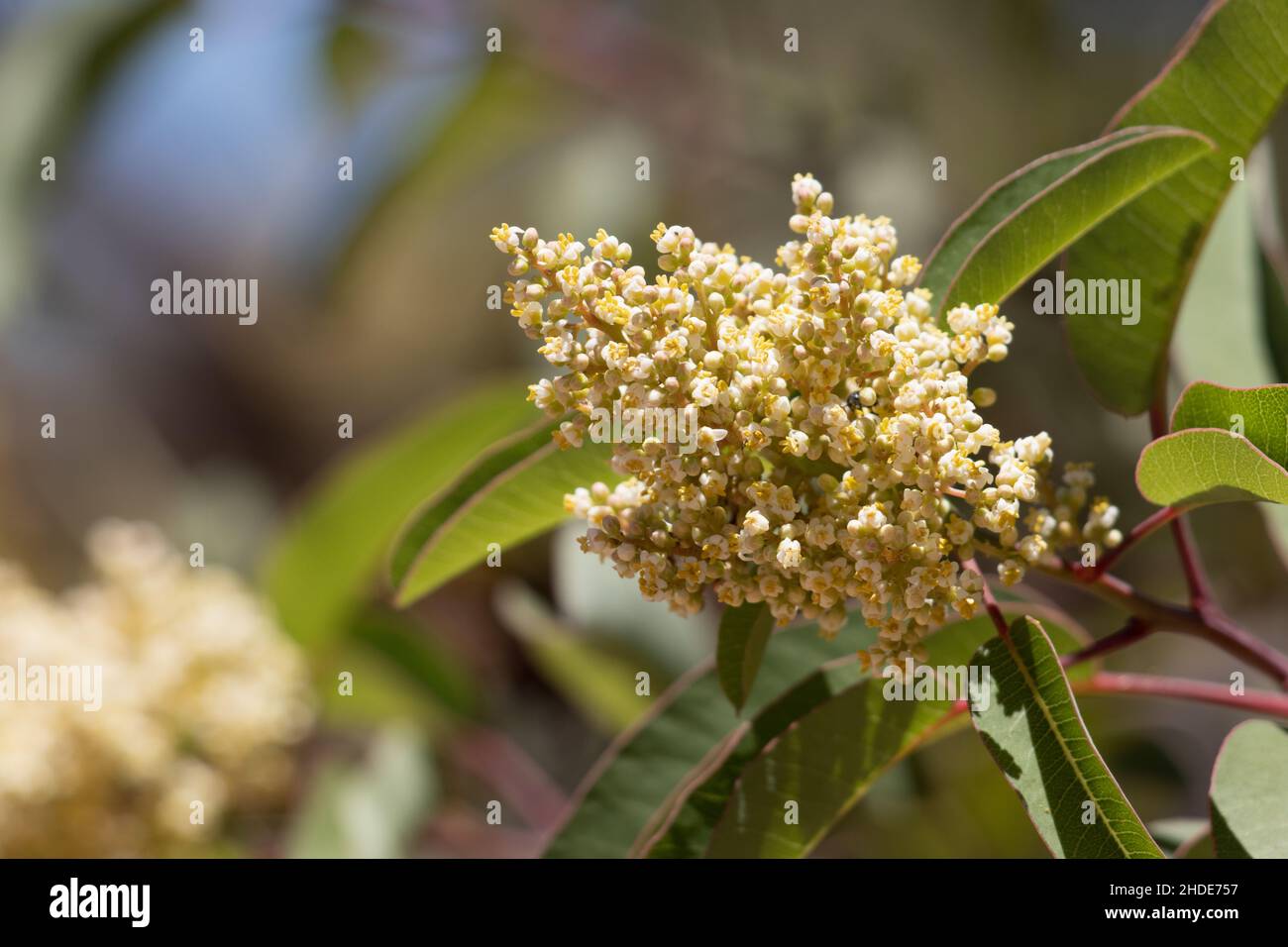 Weiß blühende Stamatine racemose Rispe von ruhenden Sumac, Malosma Laurina, Anacardiaceae, einheimischen Strauch in den Santa Monica Mountains, Sommer. Stockfoto