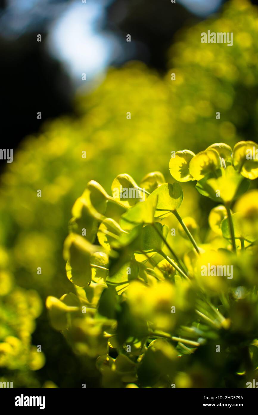 San Francisco blüht im Frühling Stockfoto