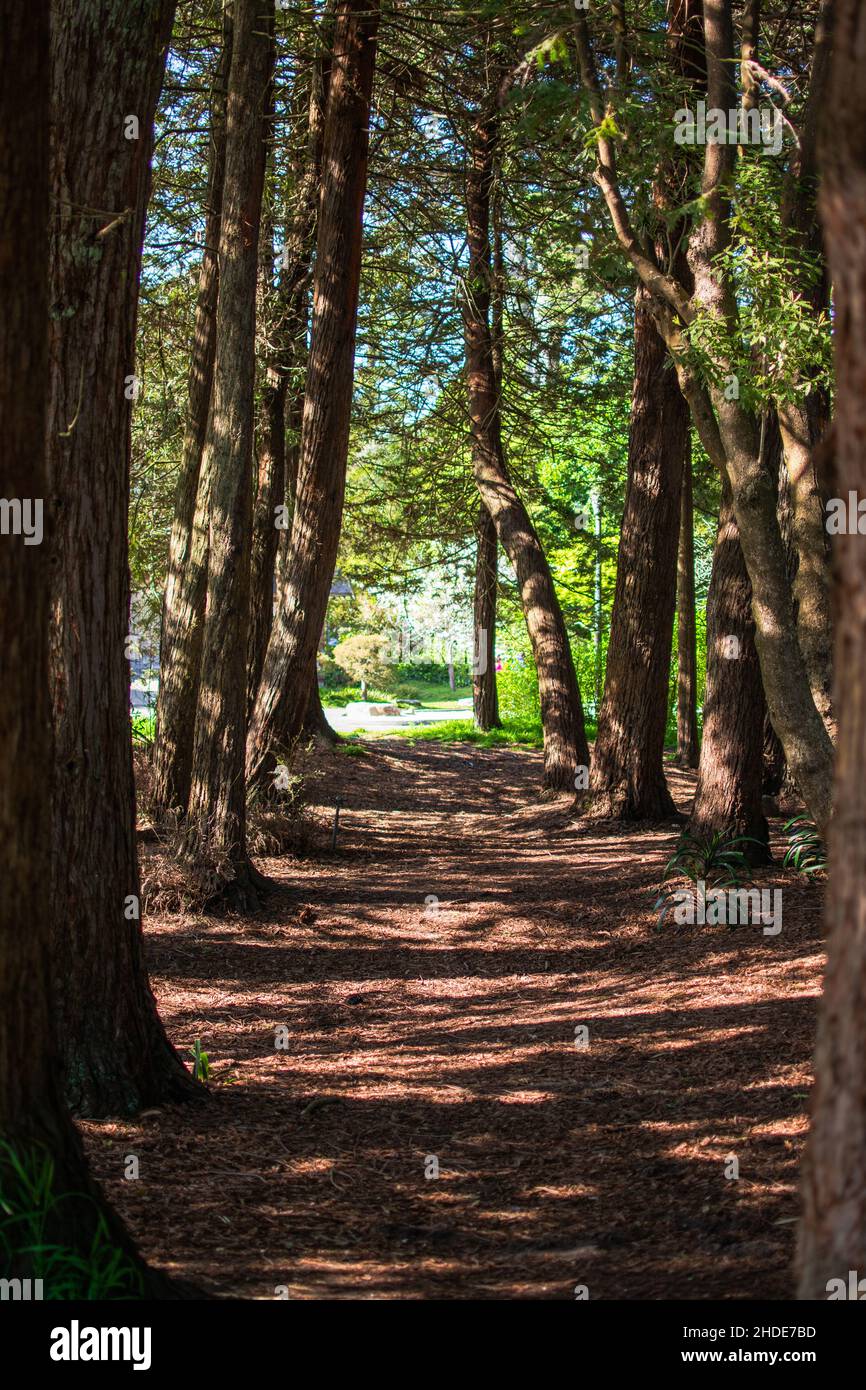 Gehweg in der Nähe des Botanischen Gartens von San Francisco Stockfoto