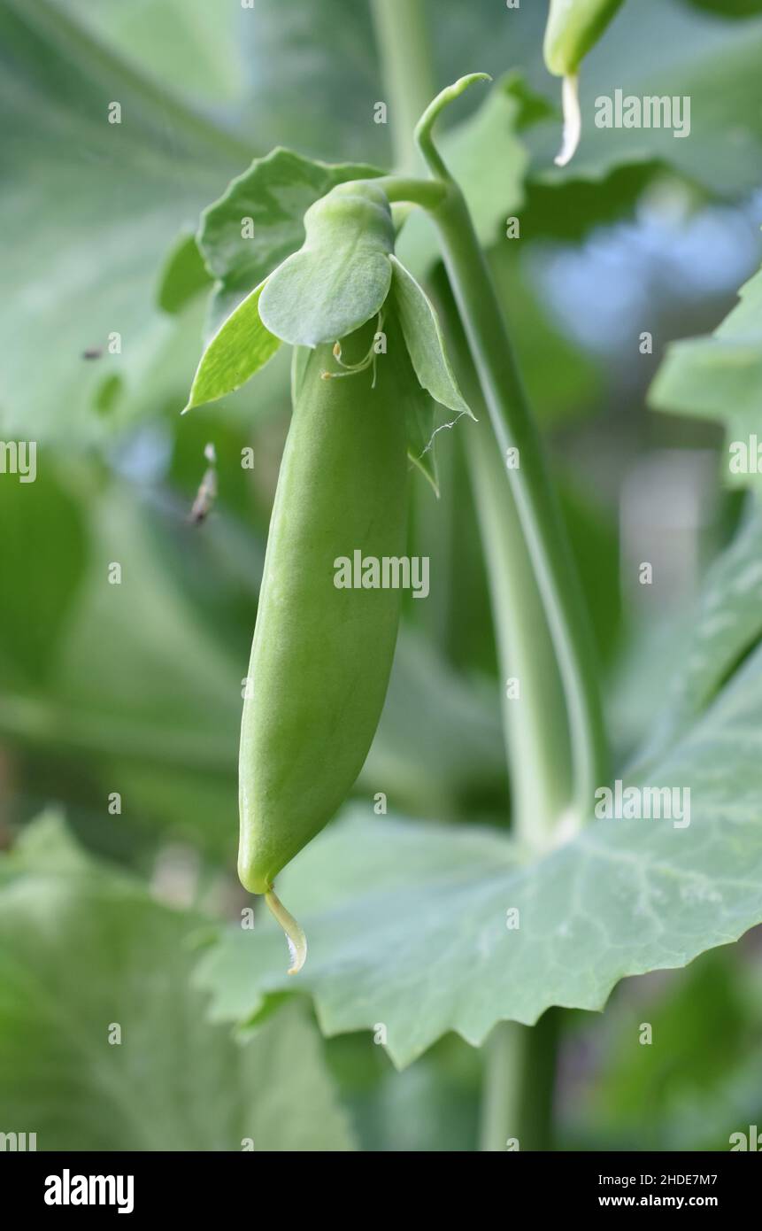 Erbsenarten Pisum sativum Gartenerbsenarten Stockfoto