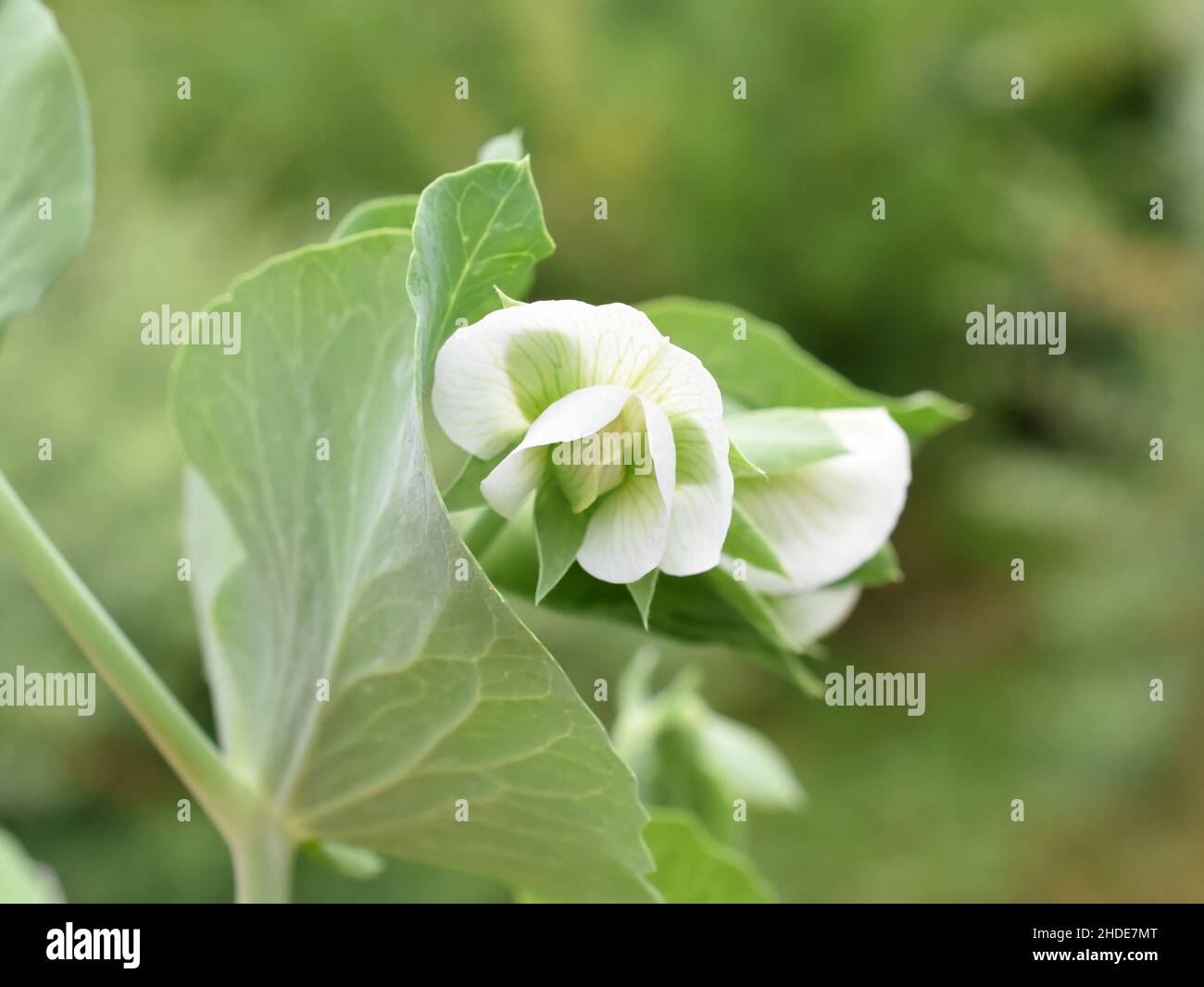 Erbsenarten Pisum sativum Garten Erbsenarten weiße Blume und Laub Stockfoto