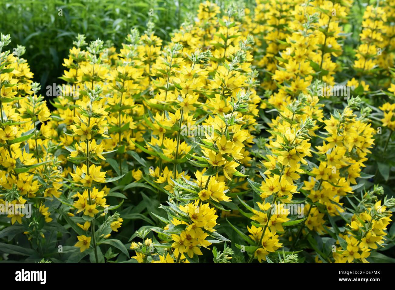 Invasive pflanze mit gelber blte -Fotos und -Bildmaterial in hoher  Auflsung  Alamy