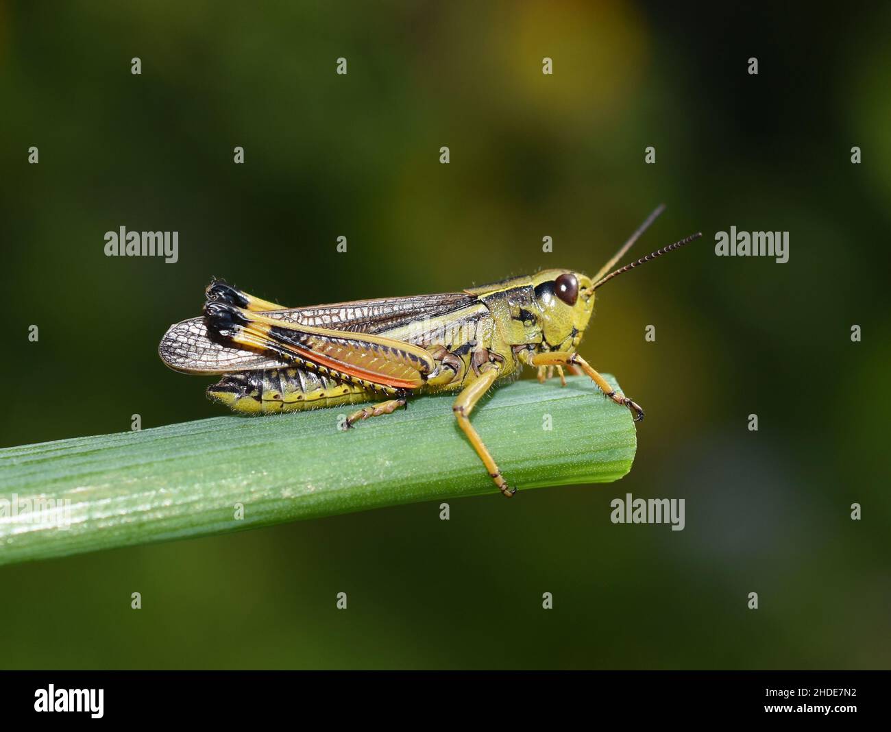 Die große Sumpfgrasschrecke Stethophyma grossum auf grünem Hintergrund Stockfoto
