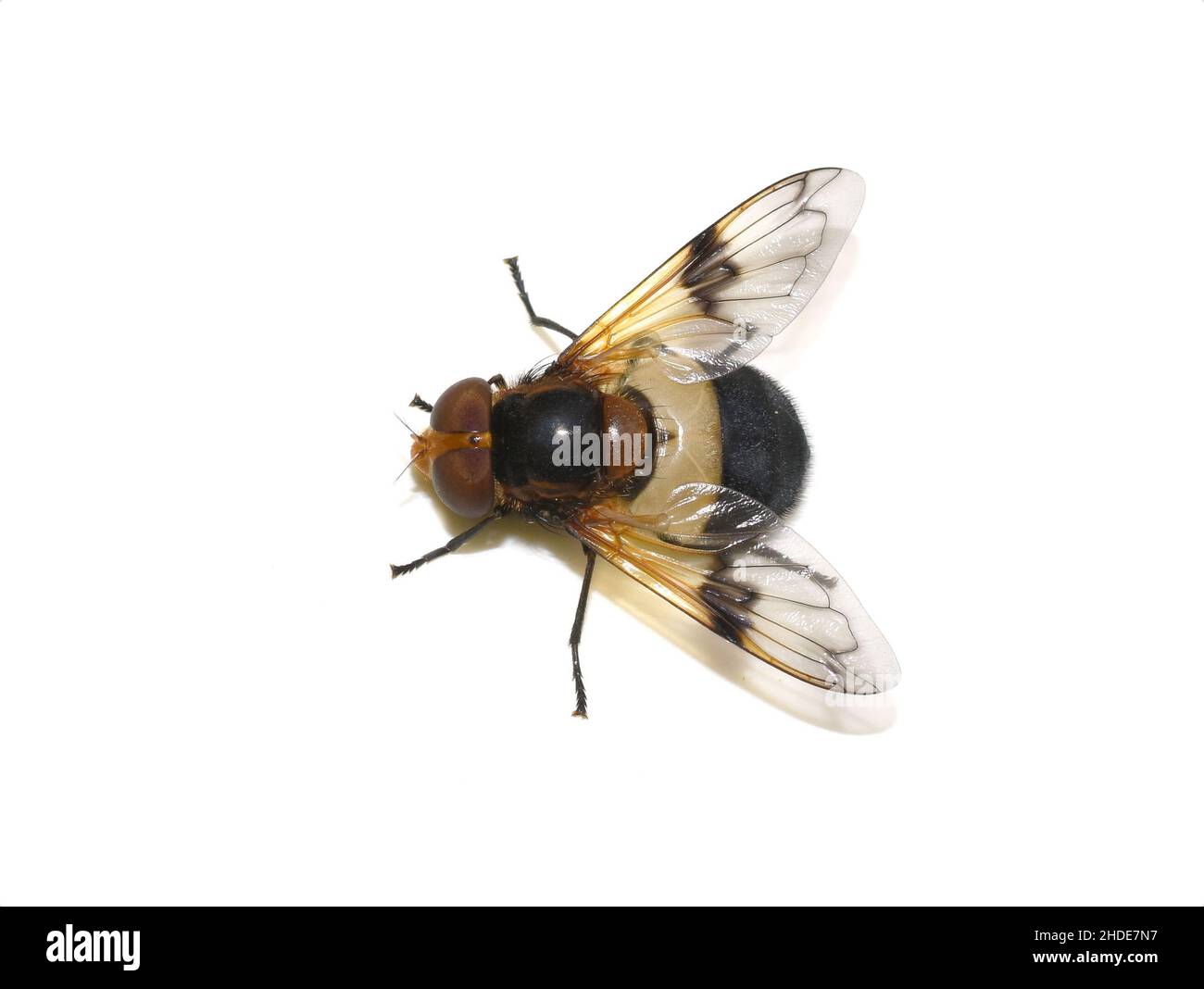 Die Hoverfly Volucella pellucens auf weißem Hintergrund Stockfoto