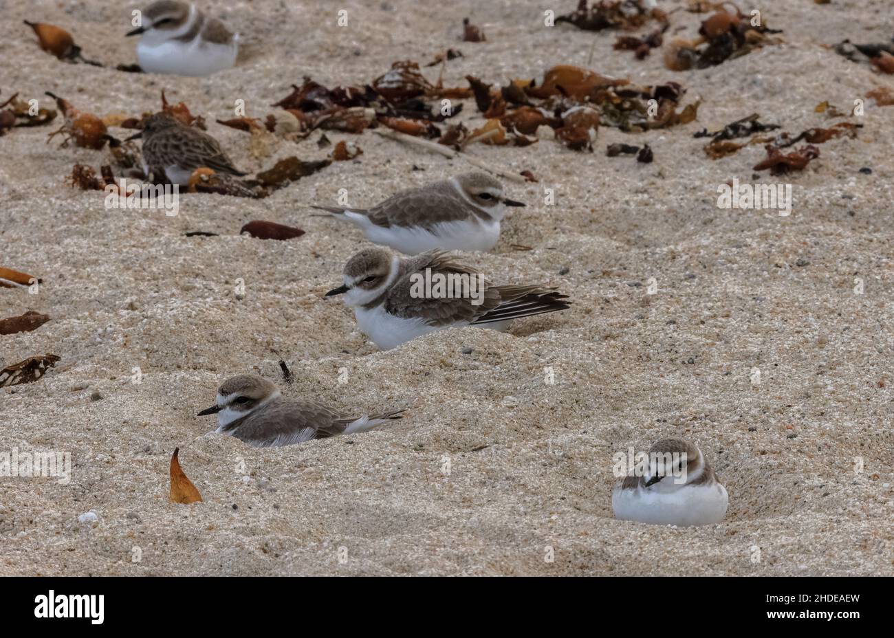 Schneebedeckter Plover, Charadrius nivosus, Winter-Küstenübernachtung am Sandstrand, Kalifornien. Stockfoto